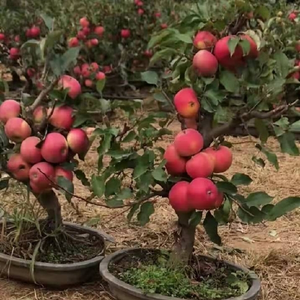 奶油富士苹果苗 苹果盆景