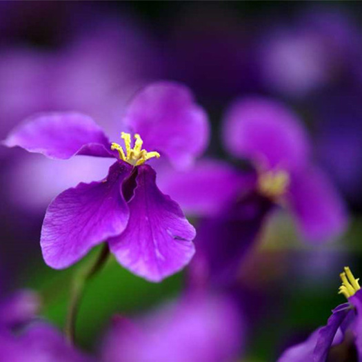 花种二月兰种子多年生宿根花种庭院花园美化二月蓝种子全国大量供