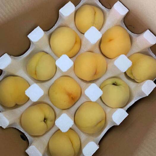 沂水县黄金黄桃 黄金桃 商品桃