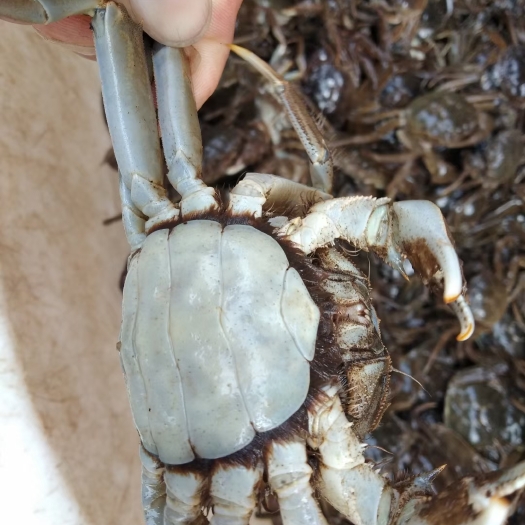 盘山县稻田蟹  蟹肉鲜嫩，甜滑，蟹黄味道鲜美。