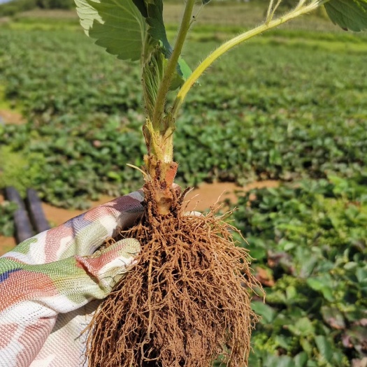 泰安宁玉草莓苗批发 大叶宁玉草莓苗购买 品种纯正 现挖现卖