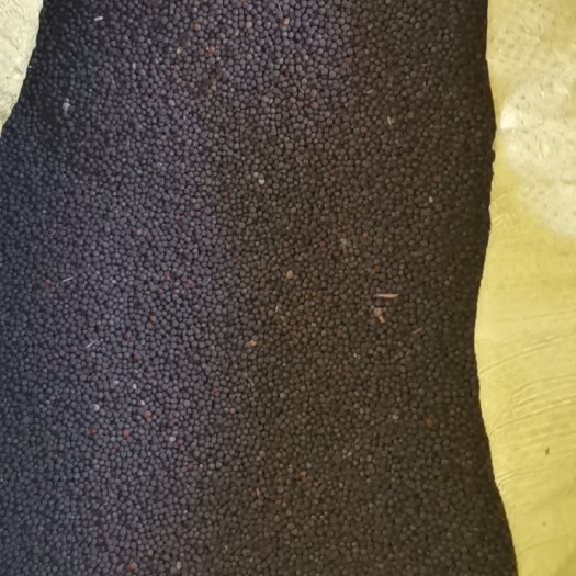 淮南油菜籽  纯安徽本地菜籽，净菜籽。