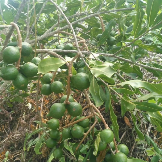勐腊县夏威夷果 云南西双版纳高品质澳洲坚果
