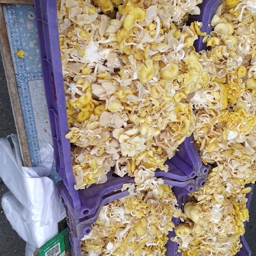 梅河口市蘑菇  育黄磨