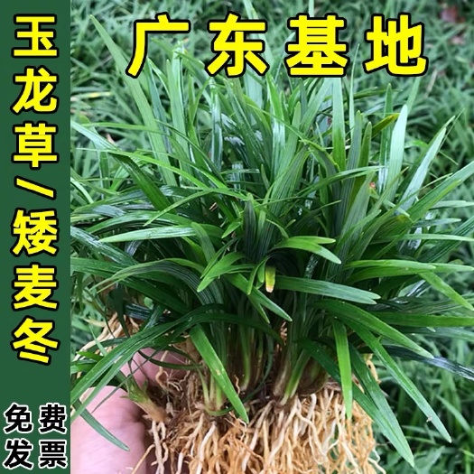 佛山 庭院绿植花卉玉龙草 又名矮麦冬按斤出售  耐阴 草苗