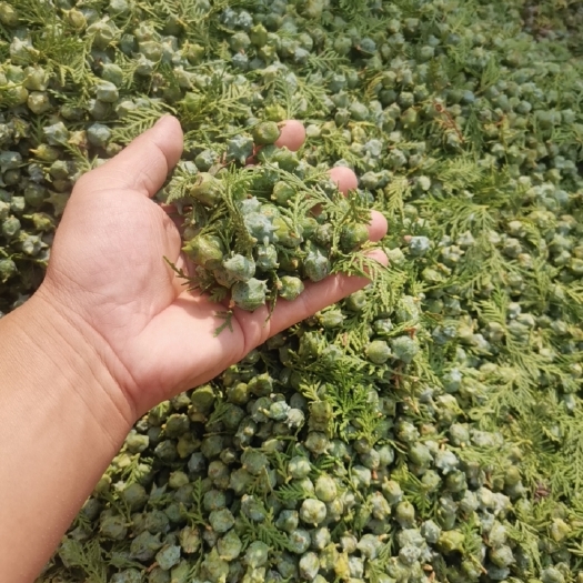 怀来县柏树果 塔柏树籽现采现卖