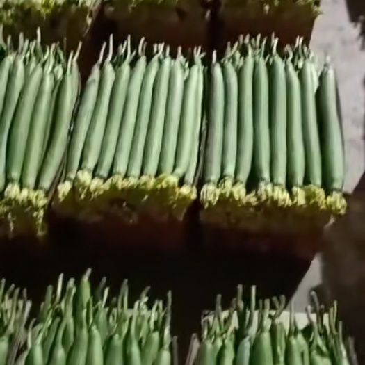 东海县 鲜花丝瓜
