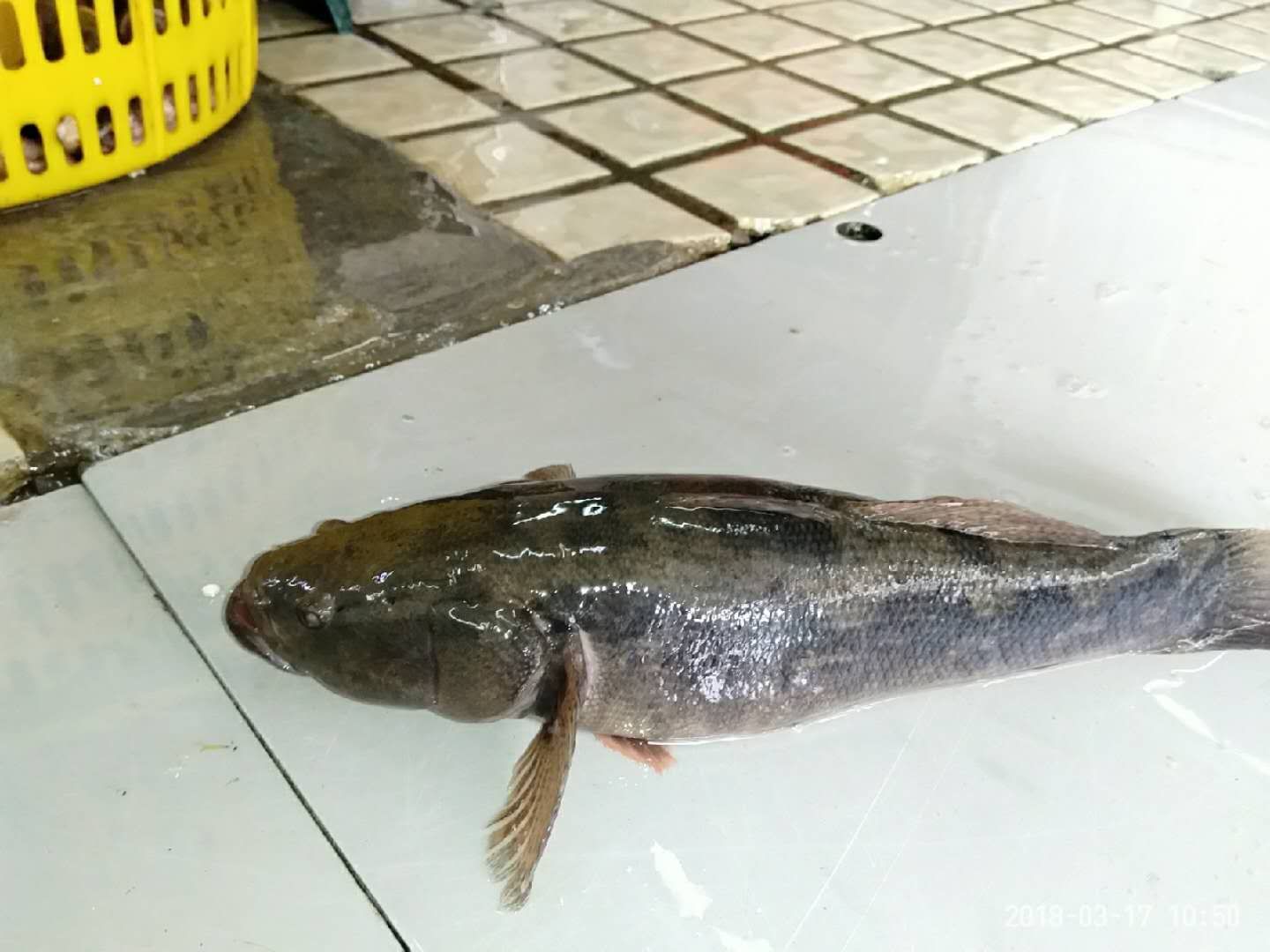 珠海钓场鱼，路亚鱼，黑坑鱼，笋壳鱼