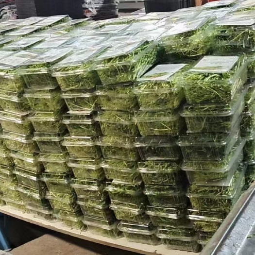 豌豆苗 无土栽培有机芽苗菜大量现货供应，价格优惠