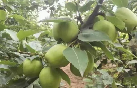 阳信县早酥红梨 自家果园，早酥梨，皇冠梨，魅梨。无公害，未抹药！