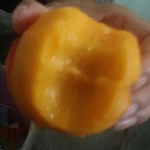 广州锦绣黄桃 桃