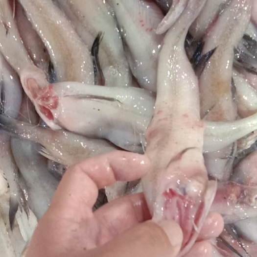 沈阳海鲜礼盒装  下船装车发货海鲜，款到发货。