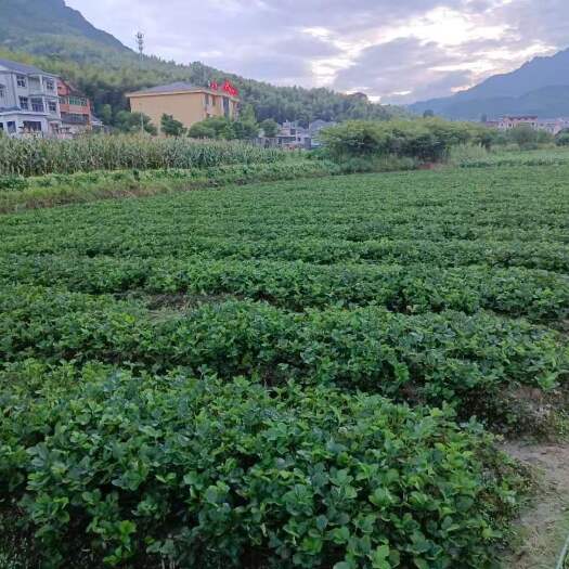 建德市红颜草莓苗 地栽苗 非脱毒苗