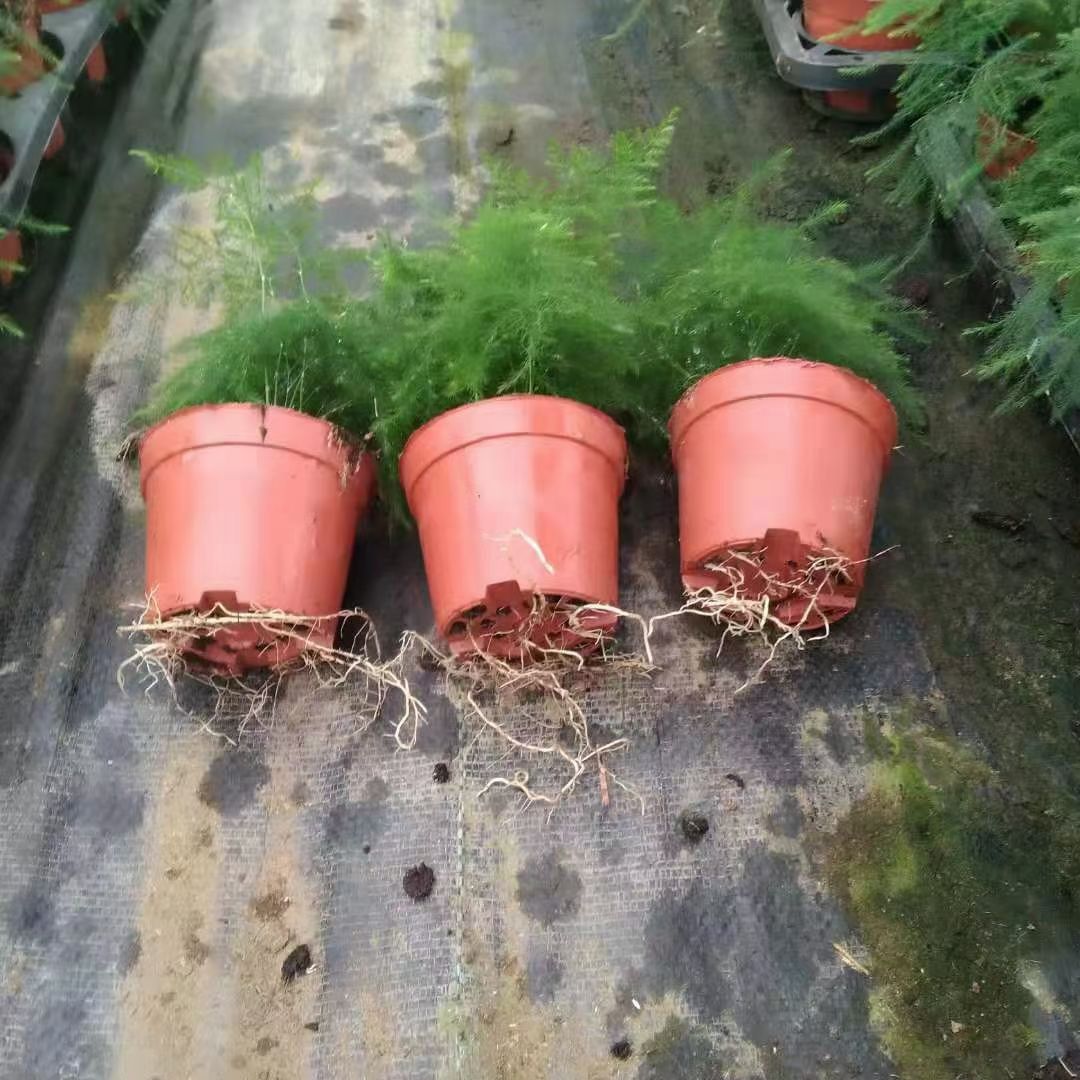 广州文竹绿植室内盆栽基地直销当天下单当天发货
