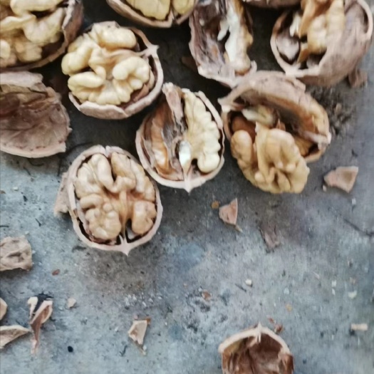 盐源县泡核桃 大优干果