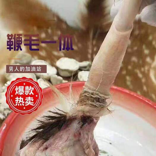 长春 纯正鹿鞭壮年种鹿鞭整支鹿鞭鹿场直供