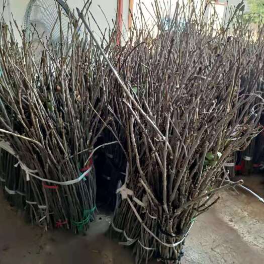 滨州金蝉枝