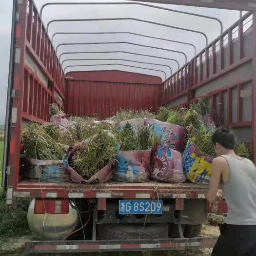 杭州旱伞草 风车草