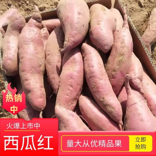 莒南县西瓜红.丘陵沙土地，口感特别好吃，瓜型颜色好看，预售中