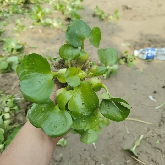 蠡县水浮萍 水葫芦水芙蓉