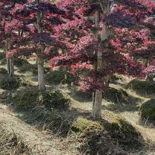 双面红  造型红花继木桩景