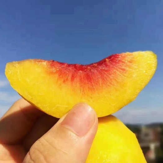 蒙阴县 精品锦绣黄桃