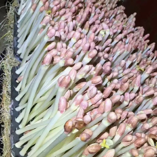  有机花生芽长寿芽长期现货供应