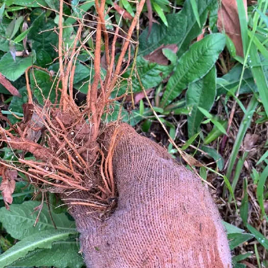 灵山县地胆草  地胆头，地胆头