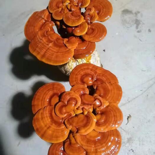 冠县观赏灵芝 活体灵芝，灵芝花，立栽灵芝，灵芝盆景