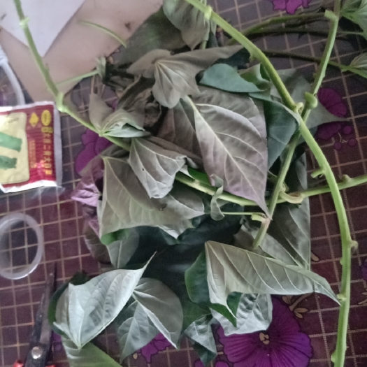 清徐县 红薯叶
