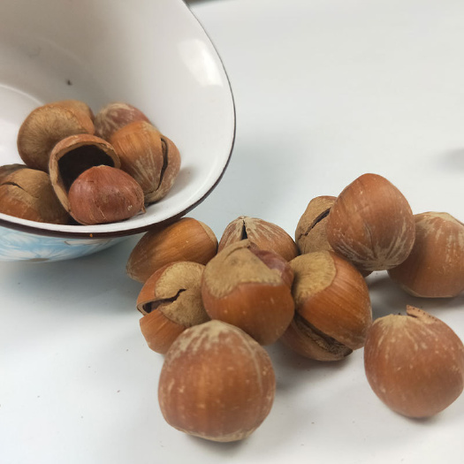 师宗县大量出售炒好得榛子。个大皮薄