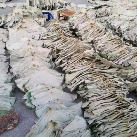 嘉鱼县 21年新大号荷叶整张干荷叶包饭荷叶粥荷叶叫花鸡糯米鸡