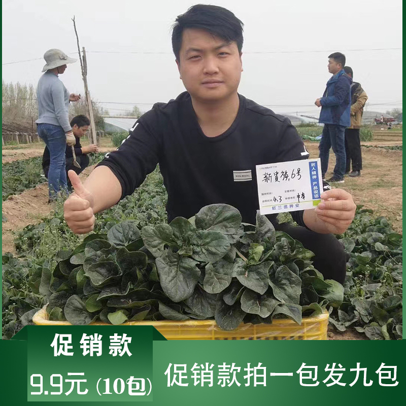 沭阳县全能菠菜种子菠菜种子大叶菠菜种子包邮批发优质基地用种菠菜