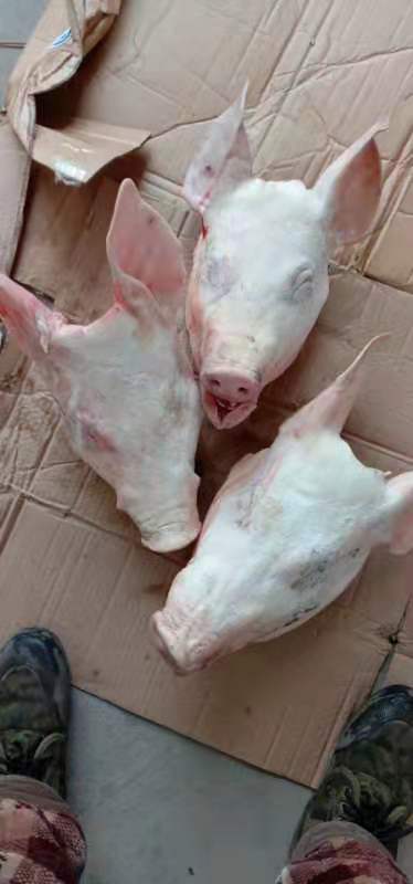 国产一级猪头5－8斤