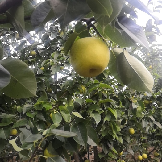 汶上县皇冠梨  新上甜梨，自然熟