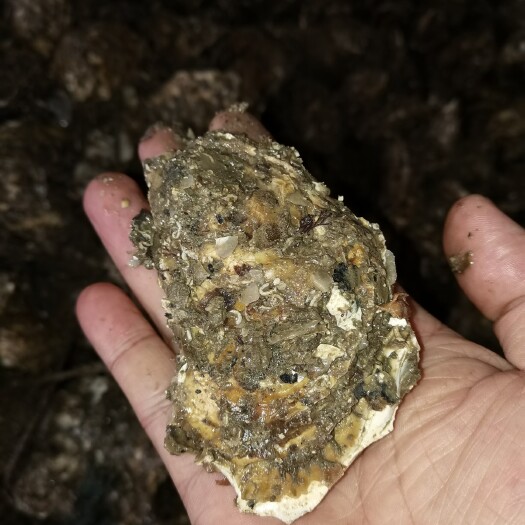 漳浦县牡蛎  美丽生蚝产地直销批发