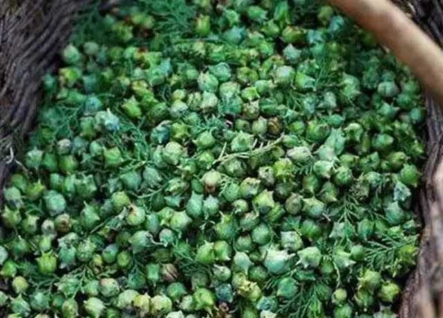 费县大量出售柏树果，有需要的老板联系。
