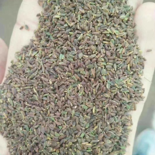 柴胡种子  热门种植品种红根直条北柴胡，想要种植了解的联系