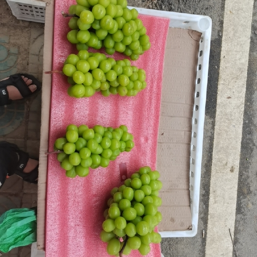 常州 阳光玫瑰（晴王）