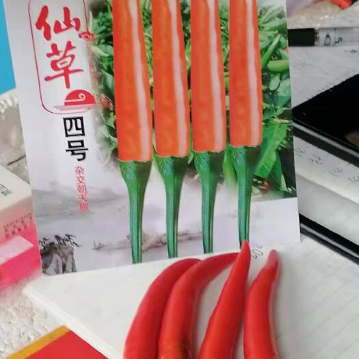 靖西市 自种辣椒
