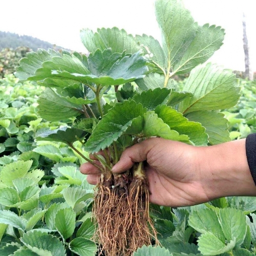 平邑县红颜草莓苗，现挖现发，加冰发货，保证成活，假一赔十