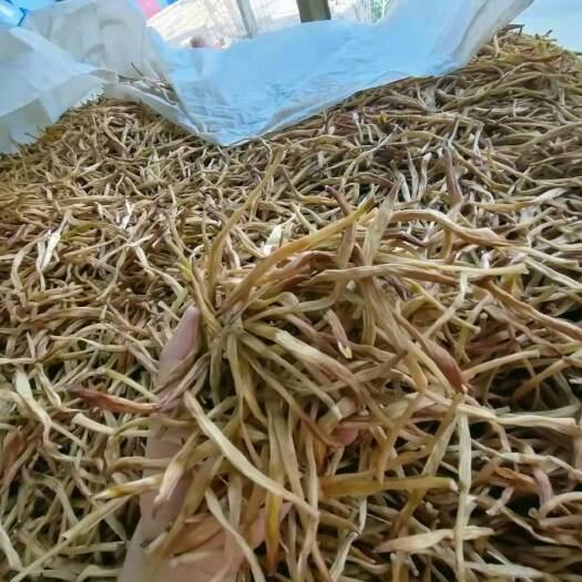广灵县小黄花菜 出售黄花菜
