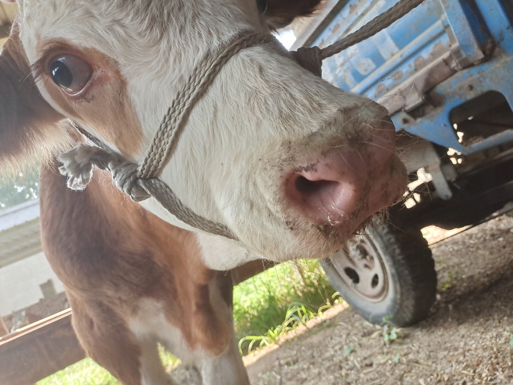 您好,就是我家的牛最开始的时候拉血,后来输了两天