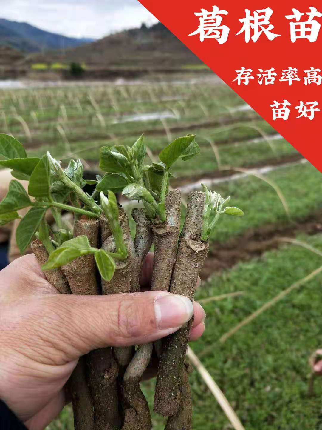 藤县食用葛  葛根种苗 当年种当年收 已发芽收货即可种植  优质葛苗 高产