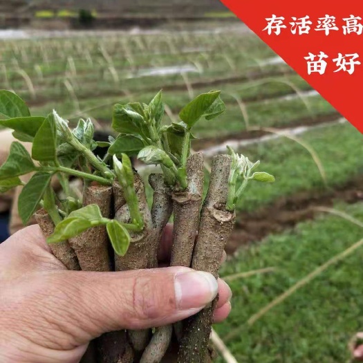 藤县食用葛  葛根种苗 当年种当年收 已发芽收货即可种植  优质