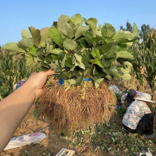 济南精品红颜草莓苗 章姬草莓苗批发 甜查理草莓苗价格 现挖现卖