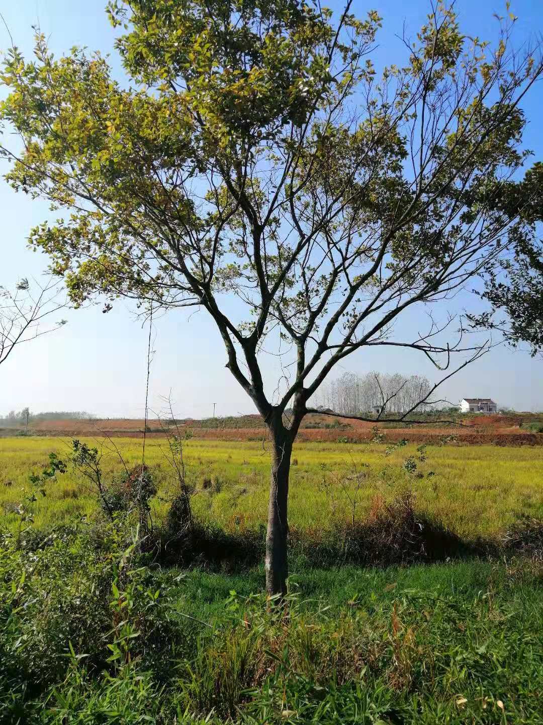 大叶朴  朴树价格，朴树基地