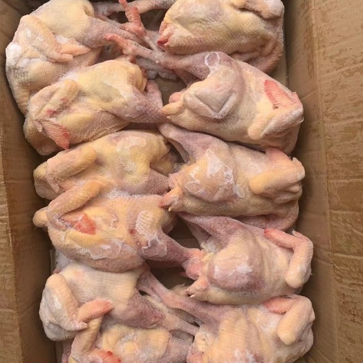阳谷县白条鸡  三黄鸡有货，厂家直销，质量保证欢迎各位老板前来询价