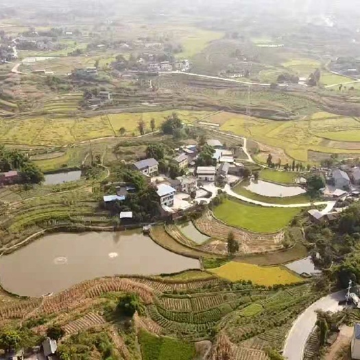 重庆市水田  重庆市永川区仙龙镇高标准农田宜机化田土出租  双sxc