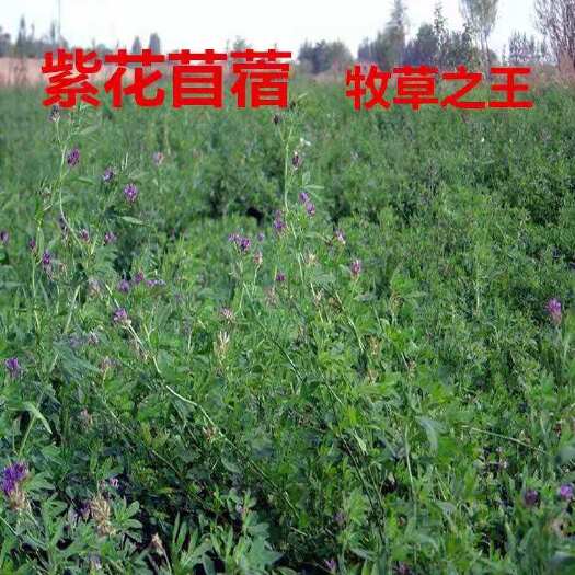 凌海市 头茬   紫花苜蓿草